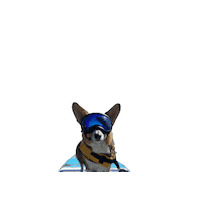 Dog Sup Sticker by sup_pups