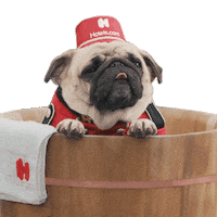 Pug Bellpug Sticker by bellpughotelscom