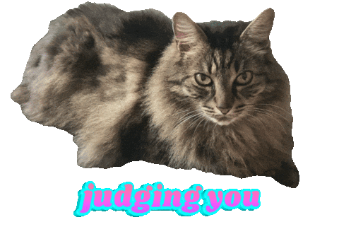Cat Judging You Sticker