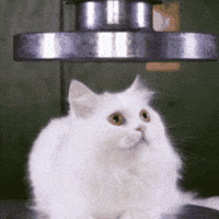 Bad Cat GIF