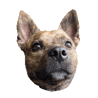 Dog Lola Sticker