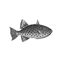 Marine Biology Swimming Sticker by The Wild Curiosity