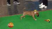 dogs puppies GIF by Rachael Ray Show