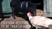 mercyforanimals vegan friend pig turkey GIF