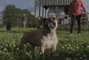 Woof!