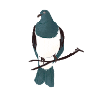 ZedenCider drink new zealand nz cider Sticker