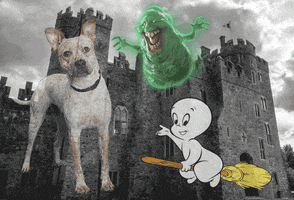 nehumanesociety  GIF