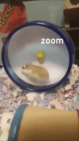 Zoom Hamster GIF
