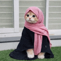 Cat Kitten GIF