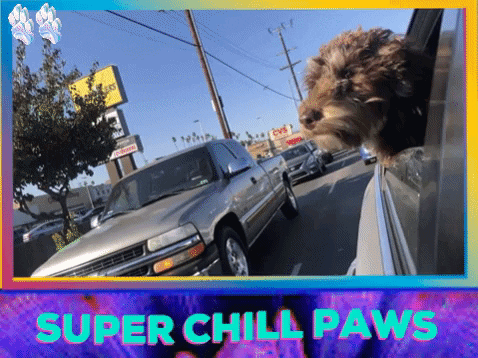 superchillpaws giphygifmaker giphyattribution dog perro GIF