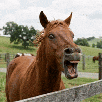 Horse GIF