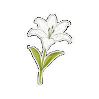 Flower 스티커 Sticker