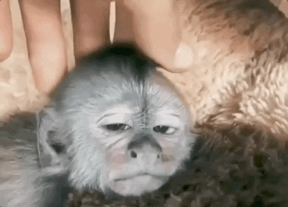 davhep giphyupload monkey massage GIF