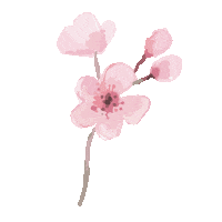 Cherry Blossoms Pink Sticker by By Invite Only