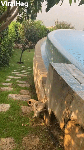 Pug Has Peculiar Way Of Peeing GIF by ViralHog