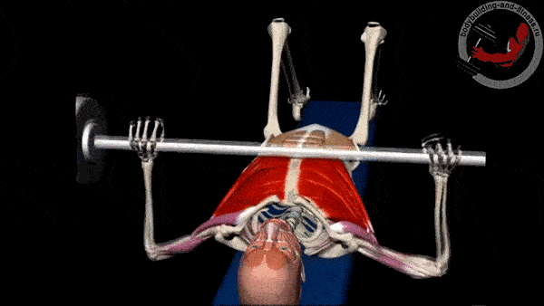 bodybuilding-and-fitness giphyupload sinergisty GIF