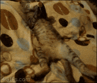 cat ice GIF