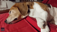 Confused Beagle Barks Himself Awake