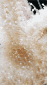 Sea Star GIF by Monterey Bay Aquarium