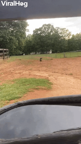 Sissy The Farm Dog Loves Swimming In Water Troughs GIF by ViralHog