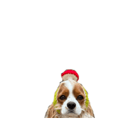 Happy Dogs Sticker