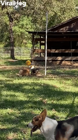 Corgis Have a Blast with Tetherball