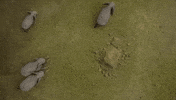 volume 1 god serengeti GIF by Oats Studios