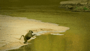 Serengeti GIF by Discovery