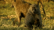 Serengeti GIF by Discovery