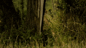 Serengeti GIF by Discovery