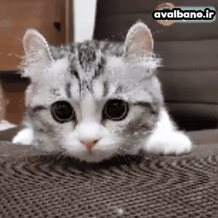 Cat GIF by avalbano