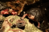 hungry best friends GIF by California Academy of Sciences