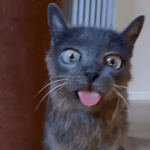 Cat Kitty GIF by Respective