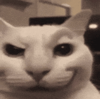 Cat Tongue GIF