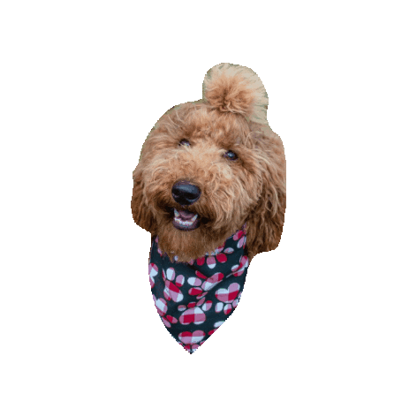 Golden Doodle Sticker by Geekster Pets