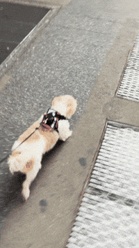 Dog Puppy GIF
