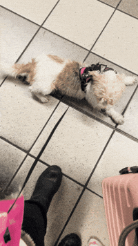 Dog Puppy GIF