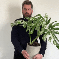 mr_plantgeek okay hmm interesting monstera GIF