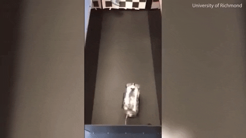 tulsimo giphygifmaker GIF