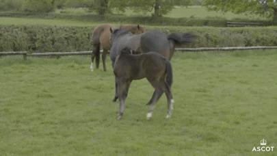 Excited Horse Racing GIF by Ascot Racecourse