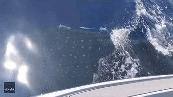 Whale Sharks Surprise Boaters
