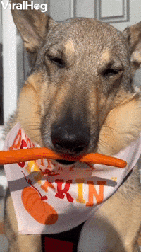 Minnesota Dog Munches on Carrot