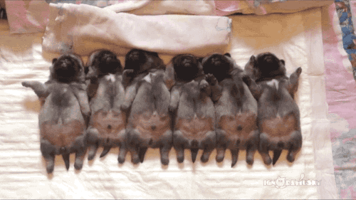 dog puppies GIF