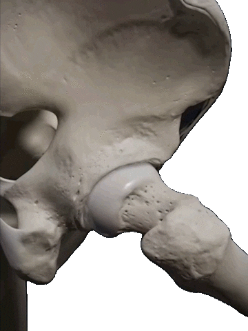 Human Anatomy Bones Sticker by CoryCalendineMD