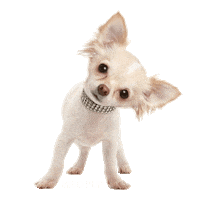 dog puppy Sticker by MISO PUP