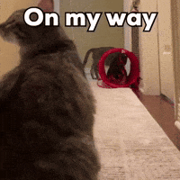 run running coming hurry puddles the cat GIF