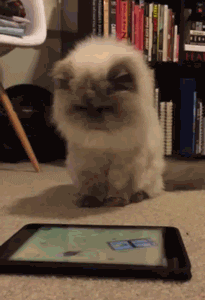 cats ipad GIF by Cheezburger
