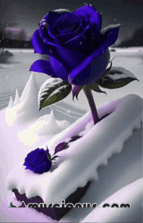 Rosa Dia GIF by Murcianys LLC