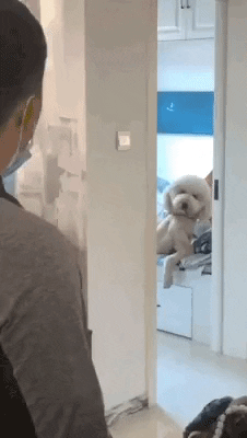 cuteanimalland giphyupload GIF