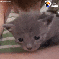 Cat Kitty GIF by The Dodo